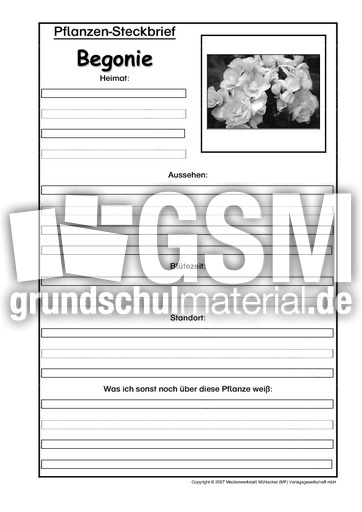 Pflanzensteckbrief-Begonie-SW.pdf